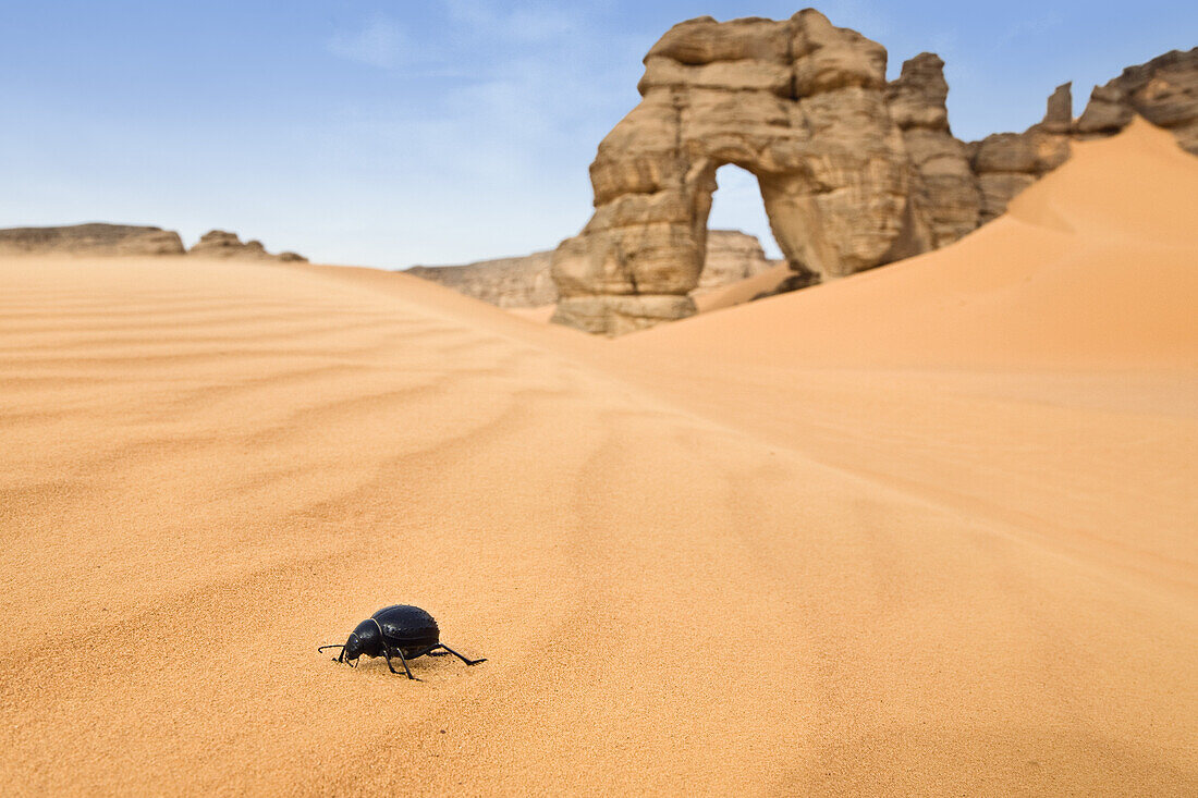 Beetle with Rock Arch in Akakus mountains, Libya, Sahara, North Africa