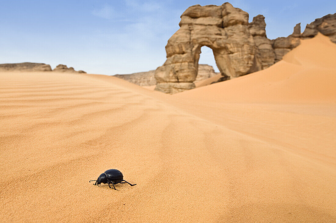 Käfer vor Felsentor im Akakus Gebirge, Libyen, Sahara, Afrika