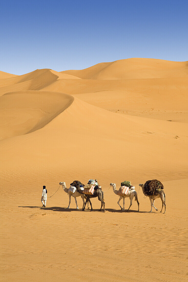 Kamel Karawane in der libyschen Wüste, Dromedare, Camelus dromedarius, Libyen, Sahara, Nordafrika