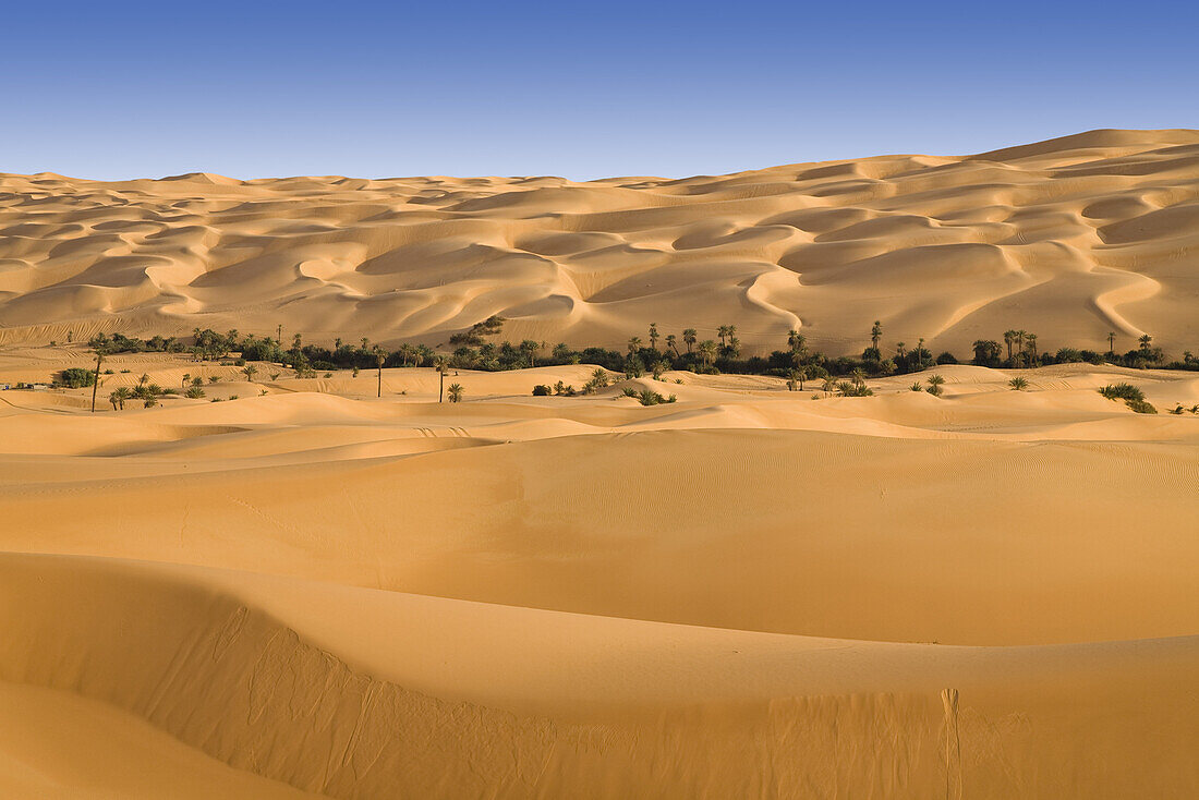 Oase Um el Ma und Sanddünen, libysche Wüste, Libyen, Sahara, Afrika