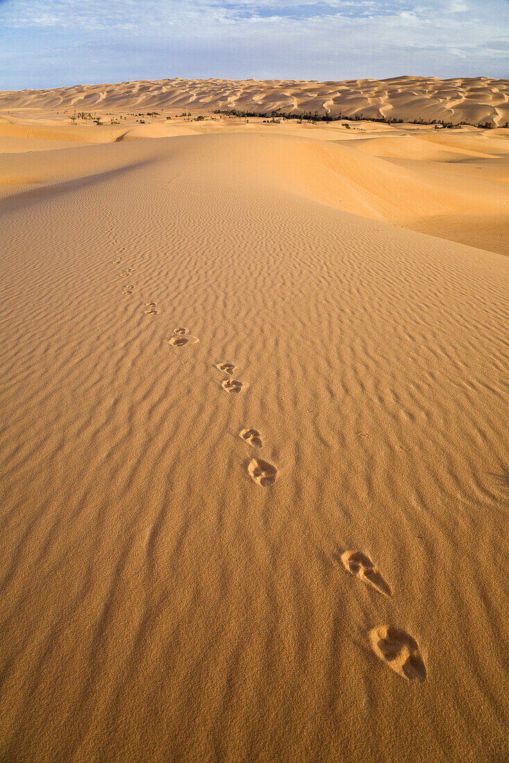 Spur eines Wüstenfuchses in der libyschen Wüste, Libyen, Afrika