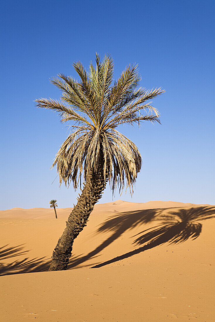 Date Palm, Phoenix spec., in the libyan desert, Oasis Um el Ma, Libya, Sahara, North Africa