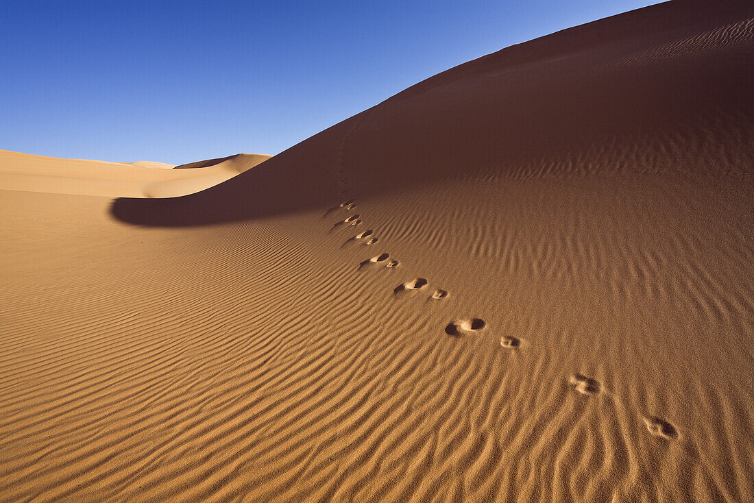 Fennekspur in der libyschen Wüste, Canis zerdus, Libyen, Afrika