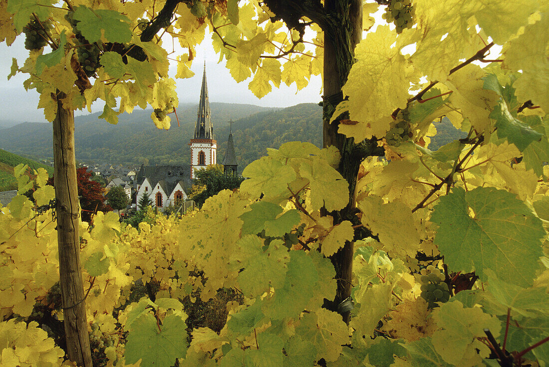 View from the wineyards towards St. Martin church, Ediger-Eller, river Moselle, Rhineland-Palatinate, Germany