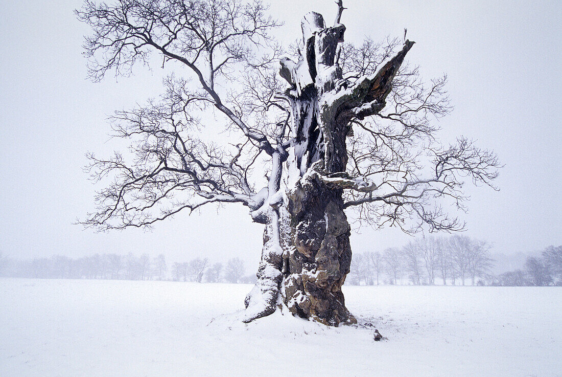 Old oak tree at Reinhardswald, Hesse, Germany
