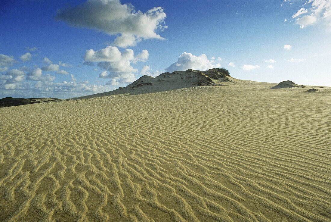 Sand dunes at Ellenbogen, near List, Sylt, North Frisian Island, North Sea, Schleswig-Holstein, Germany