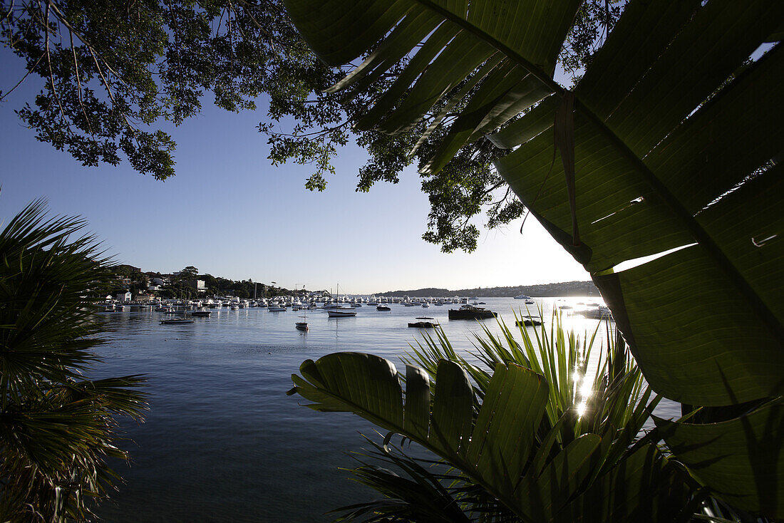 Rose Bay Marina im Morgenlicht, Sydney, New South Wales, Australien