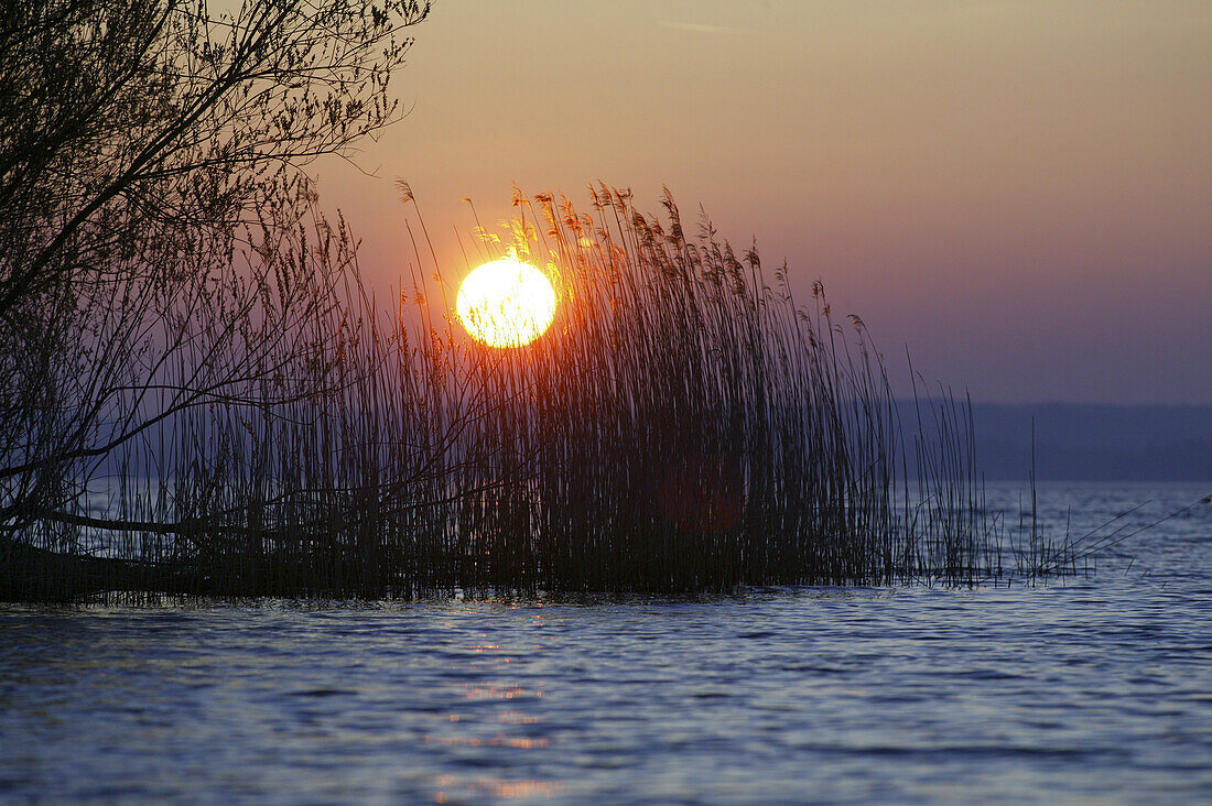 Aufgehende Sonne über Schilf, Fraueninsel, Chiemsee, Chiemgau, Bayern, Deutschland