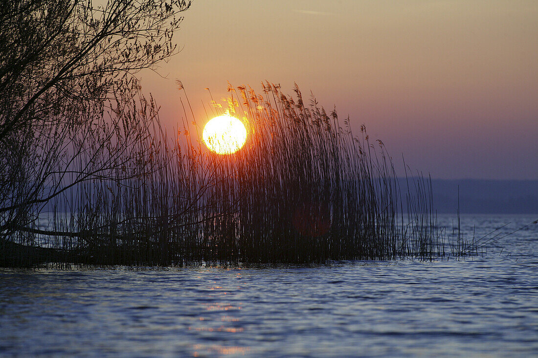 Rising sun over reeds, Fraueninsel, Lake Chiemsee, Chiemgau, Bavaria, Germany