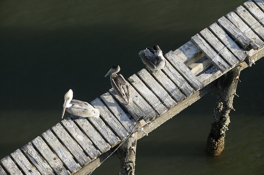 Pelicans on Lazaretto Creek, Tybee Island, Savannah, Georgia, USA