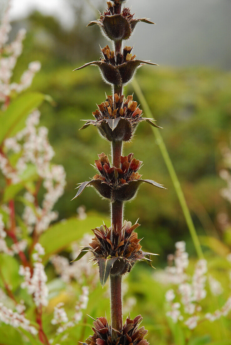 Blüten im Valley of Flowers, Sikh Pilgerweg im Garhwal Himalaya, Uttarakhand, Indien, Asien