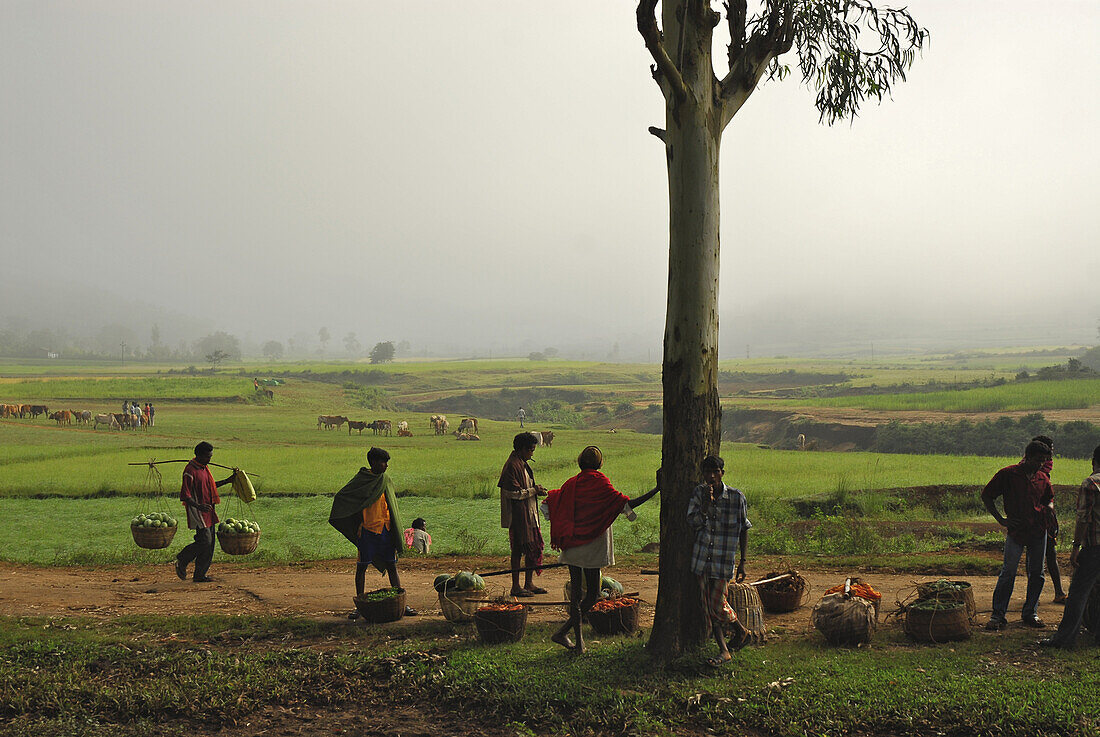 Marktstände am Rand eines Dorfes in Reisfeldern, Stammes Region bei Koraput im Süden Orissas, Indien, Asien