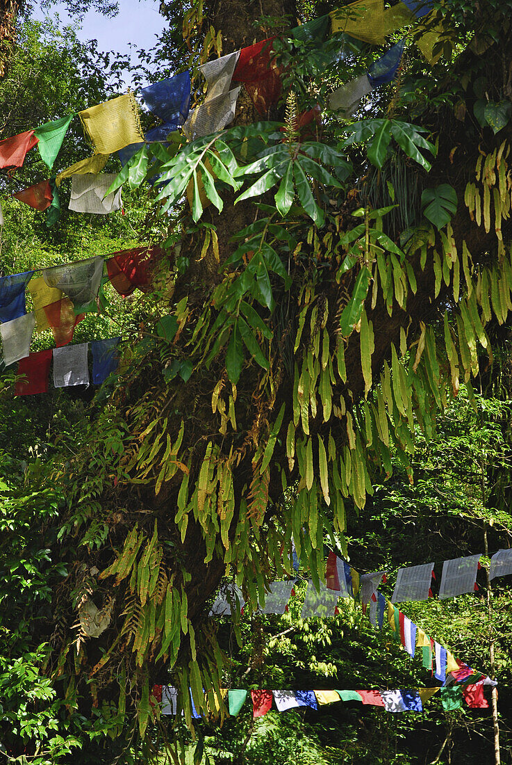 Prayer flags in a tree with ferns at holy lake, Sikkim, Himalaya, Northern India, Asia