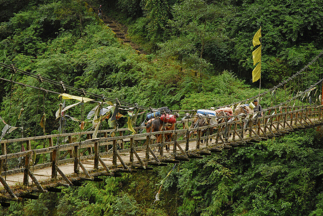 Hängebrücke mit Gebetsfahnen, Trek zum Gocha La in der Kangchendzönga Region, Sikkim, Himalaja, Nord Indien, Asien