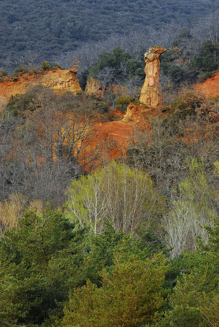 Forest and coloured ochre quarry, Luberon, Rustrel, Provence, Frankreich, Europe