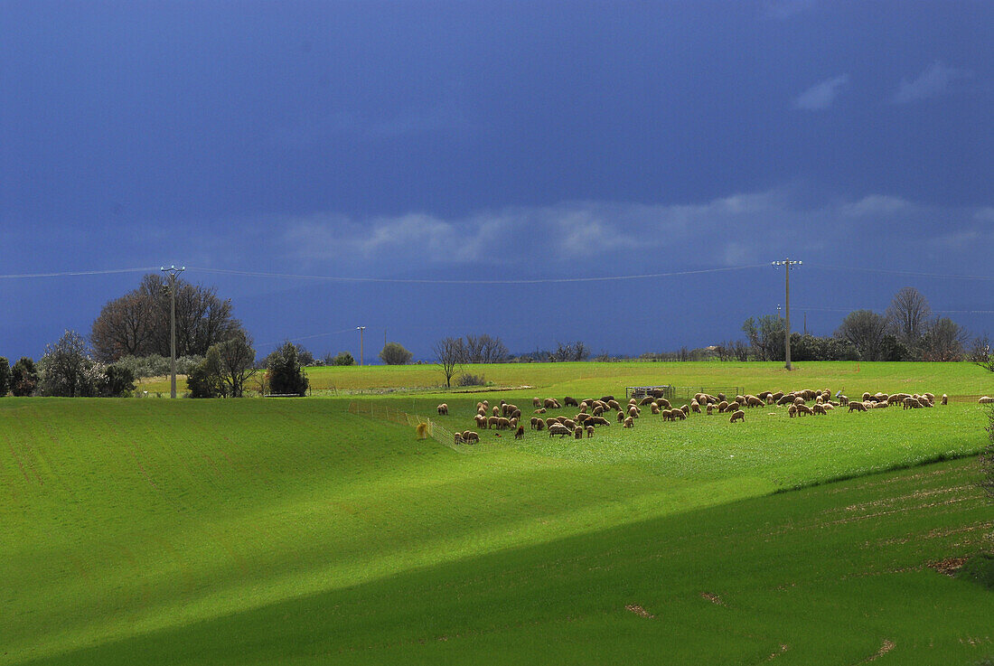 Dark clouds over green fields with flock of sheep, Haute Provence near Valensole, France, Europe