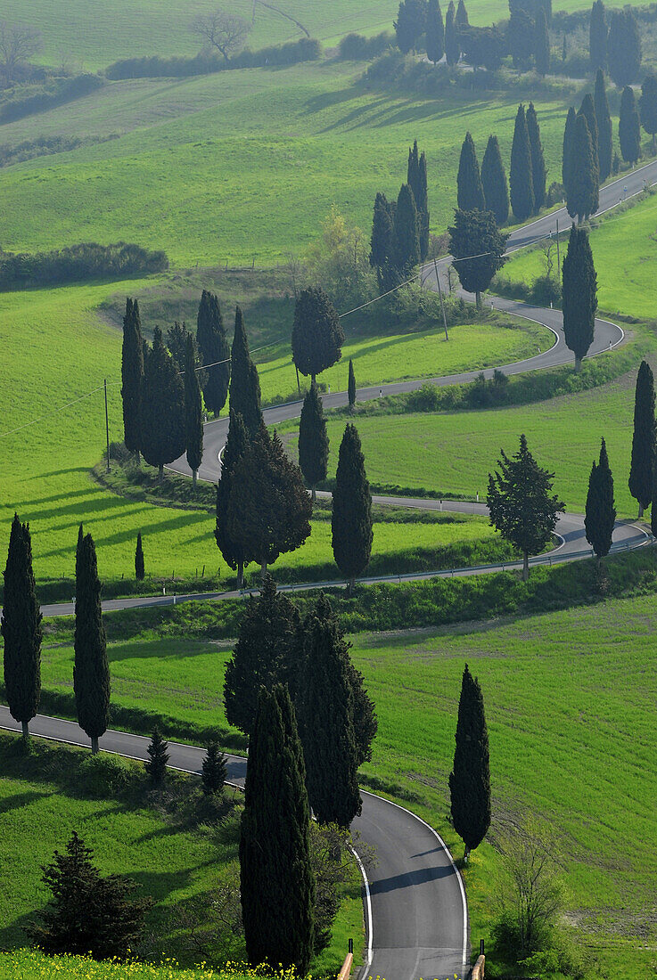 Country road winding up hill between cypresses and green fields in spring, Montepulciano region, Tuscany, Italy, Europe