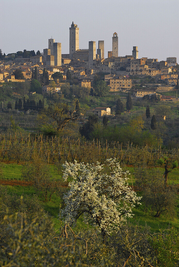 View at the old town with genera towers in spring, San Gimignano, Tuscany, Italy, Europe