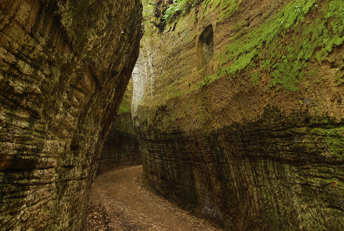 Etruscan artificially cut hollow way, Grosseto Region, Tuscany, Italy, Europe