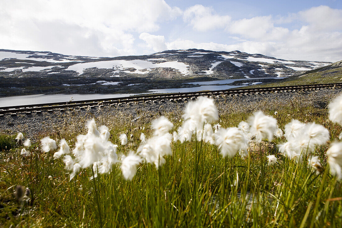 Cotton grass under clouded sky in late summer, Rallarvegen,  Hardangervidda, Hordaland, South of Norway, Scandinavia, Europe