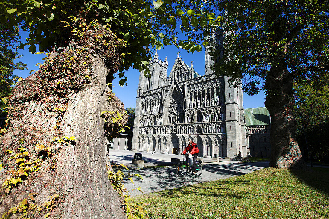 Blick durch Bäume auf den Nidarosdom in Trondheim, Trondelag, Mittelnorwegen, Norwegen, Skandinavien, Europa