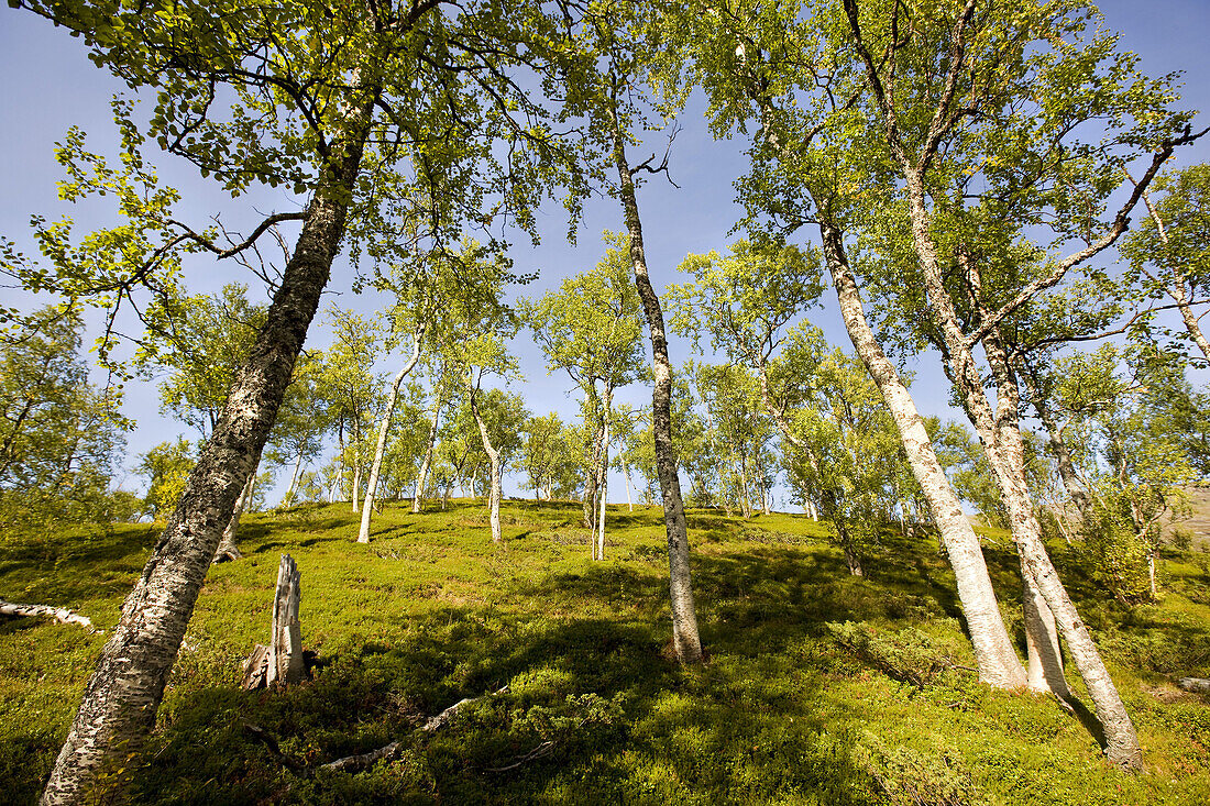 Birkenwald im Sonnenlicht, Storengdalen, Sjurfjellet Saltar, Norwegen, Skandinavien, Europa