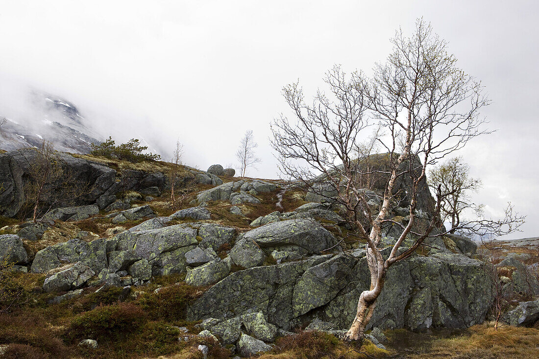 Birke in nebeliger karger Felslandschaft, Hardangervidda, Hordaland, Norwegen, Skandinavien, Europa