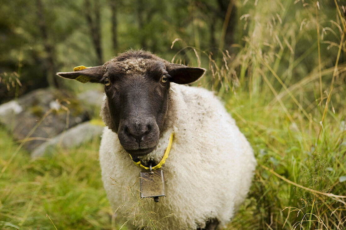Sheep with a black head looking into the camera, Sunndal, Folgefonn peninsula, Kvinnherad, Hordaland, Norway, Scandinavia, Europe
