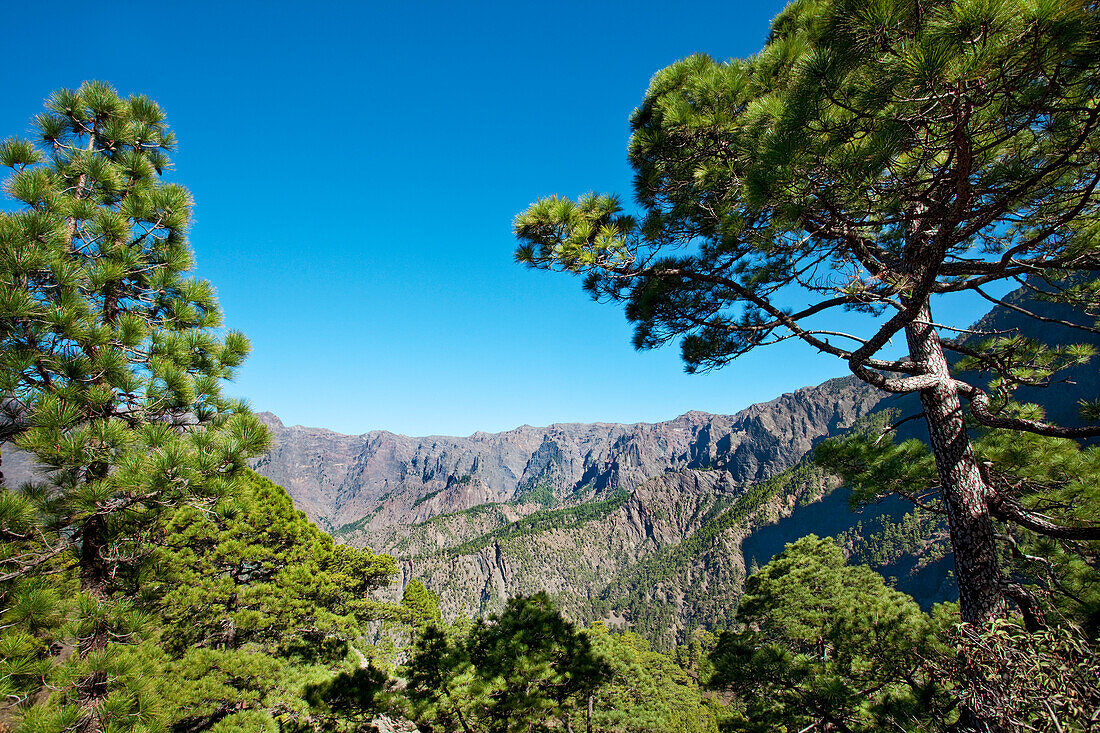 Kiefern und Berge unter blauem Himmel, Caldera de Taburiente, Parque Nacional de Taburiente, La Palma, Kanarische Inseln, Spanien, Europa
