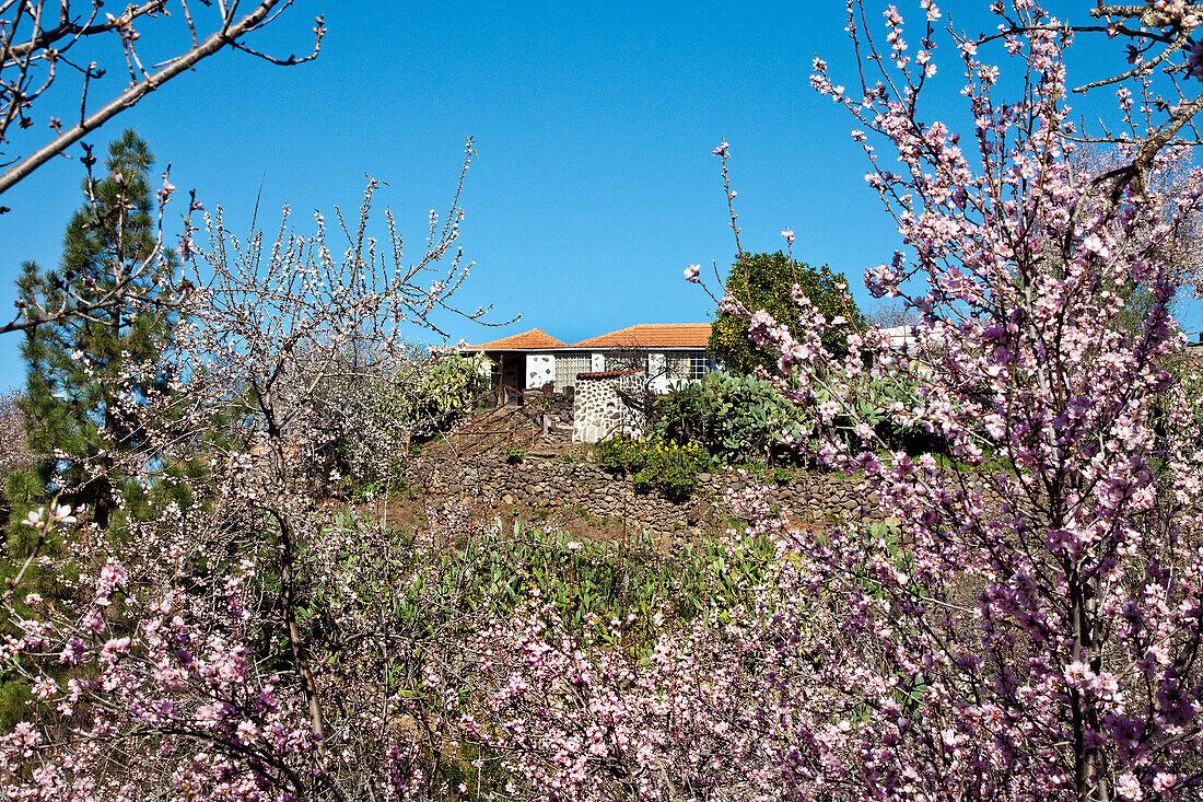 Haus und Mandelblüte im Sonnenlicht, El Jesus, La Palma, Kanarische Inseln, Spanien, Europa