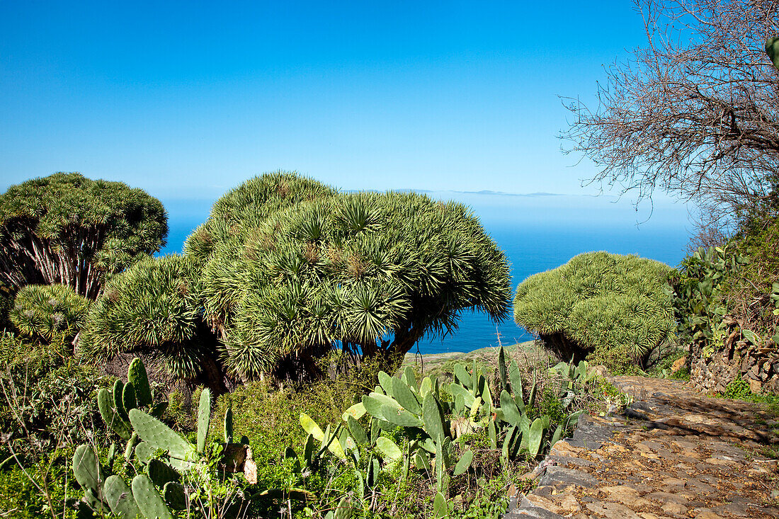Dragon trees and cactuses in the sunlight, Las Tricias, La Palma, Canary Islands, Spain, Europe