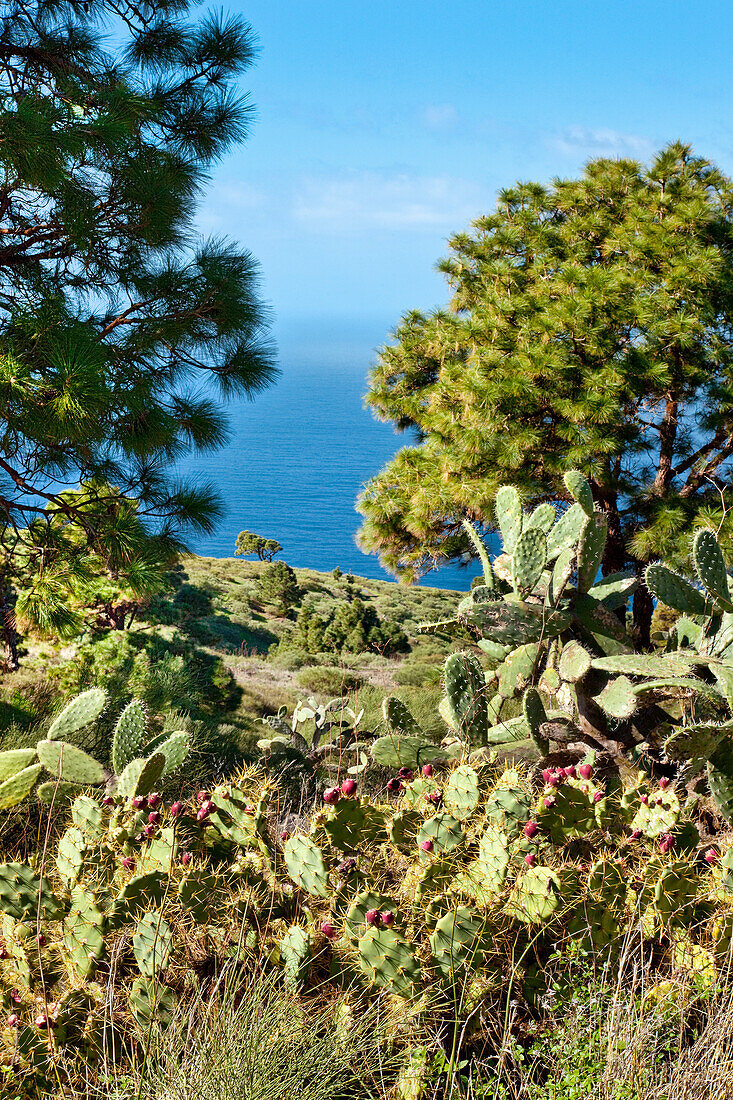 Prickly pears, pines and seaview, La Palma, Canary Islands, Spain, Europe