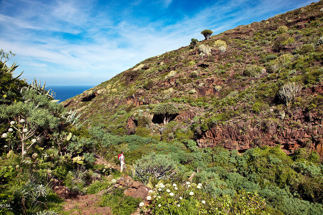 Walker on hiking trail, Santo Domingo de Garafia, La Palma, Canary Islands, Spain, Europe