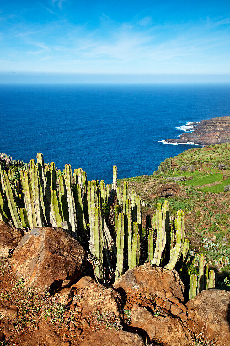 Cactuses and ocean in the sunlight, Santo Domingo de Garafia, La Palma, Canary Islands, Spain, Europe