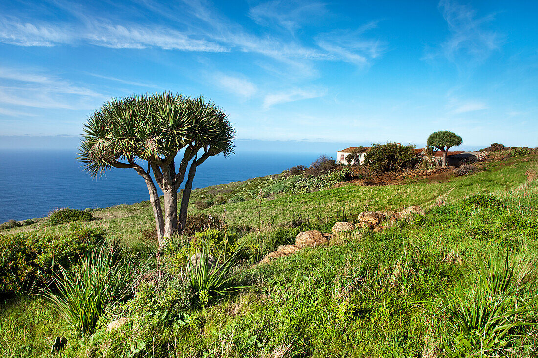 Coast area with dragon tree, Santo Domingo de Garafia, La Palma, Canary Islands, Spain, Europe