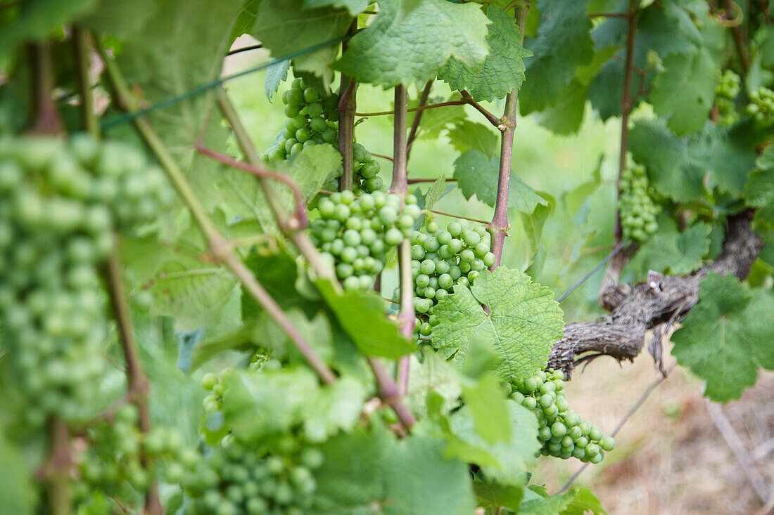 Vine with grapes near Baden-Baden, Baden-Wuerttemberg, Germany