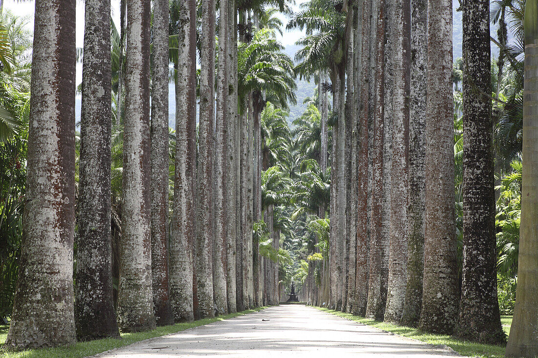 Alley of palm trees in the Jardim Botanico, Botanical Garden, tropical park in Rio de Janeiro, Brazil
