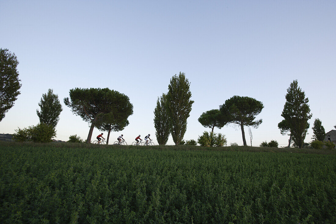 Group of cyclists at pine tree alley in the evening, Marche, Italy, Europe