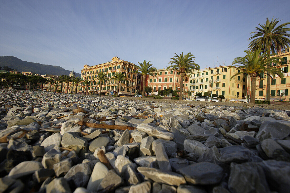 Beach and houses with palm trees, Santa Margherita, Liguria, Italy, Europe