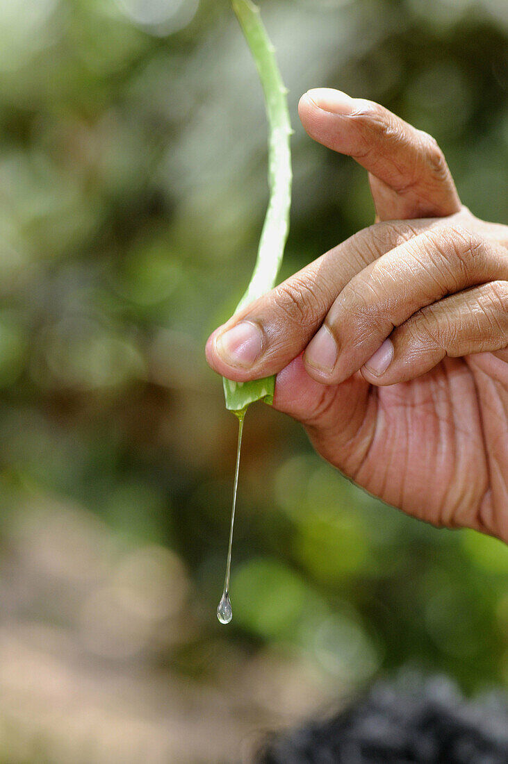 Aloe vera inner leaf gel, Sri Lanka