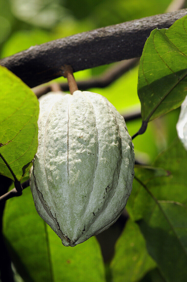 Cacao tree fruit pod, Sri Lanka
