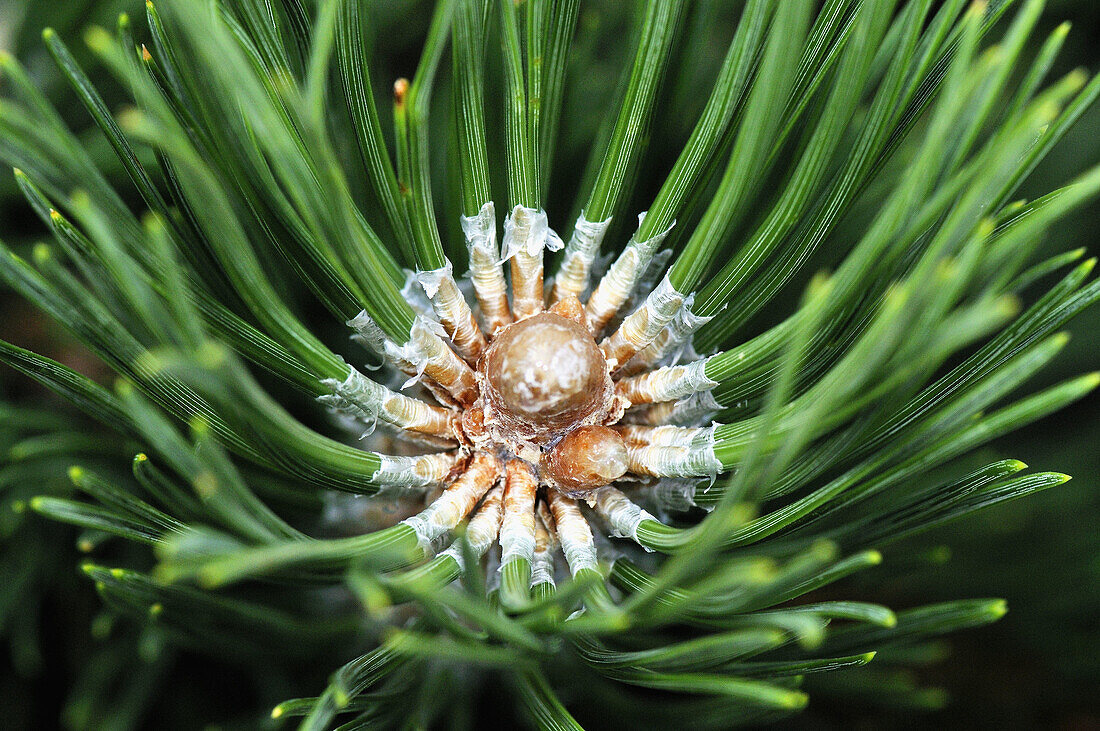 Pine needles. Osseja, Languedoc-Roussillon, Pyrenees-Orientales, France