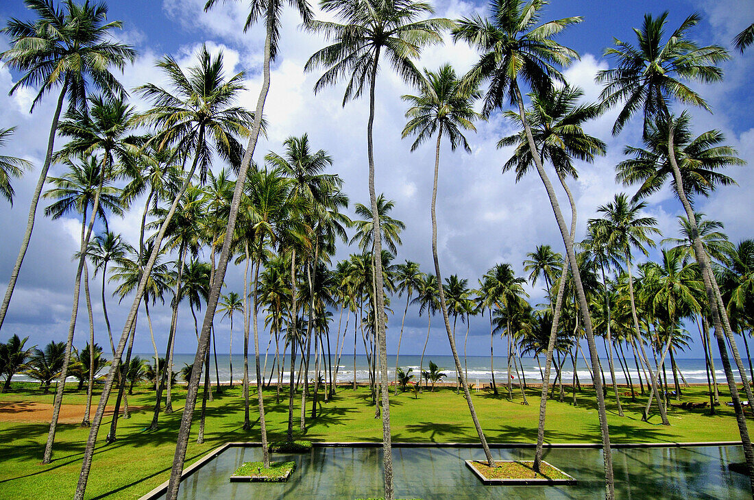 Beach and palm trees in front of Blue Water Hotel, Wadduwa, Sri Lanka