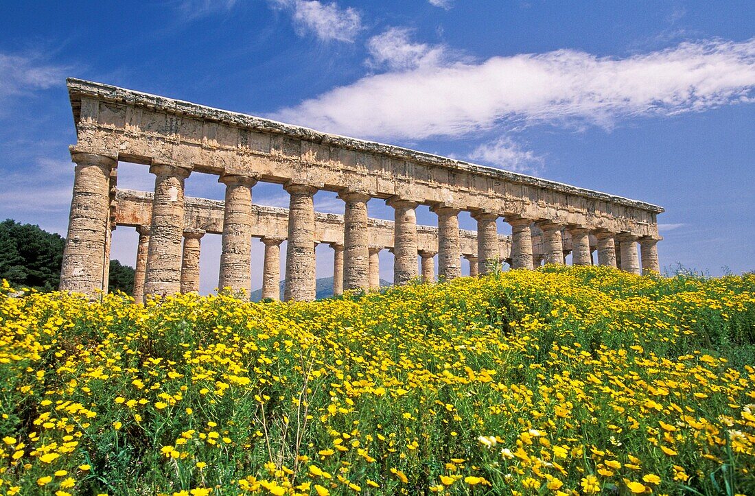 Temple of Concord,Spring at Segesta, Sicily, Italy  Doric temple built by Elymian people 430-420 BCE, with blue sky and white clouds  Yellow, wild chrysanthemums in the foreground  province of Trapani