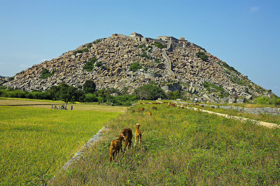 Gingee fort, Tamil Nadu, India