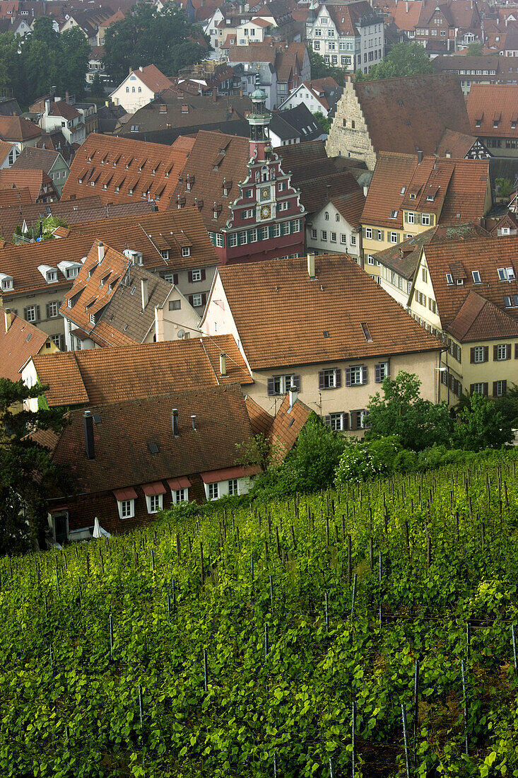 Town view from vineyards, Esslingen am Neckar, Baden-Wurttemberg, Germany