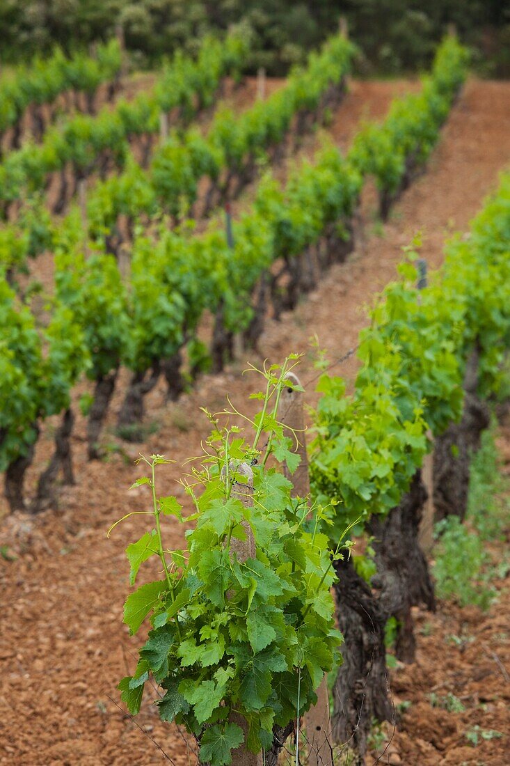 Italy, Sardinia, Eastern Sardinia, Ogliastra area, Jerzu, vineyard