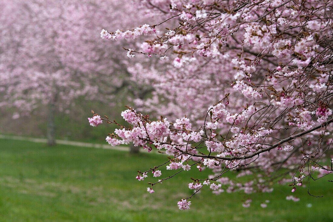 USA, New York, Long Island, The Hamptons, Amagansett, cherry trees in the spring
