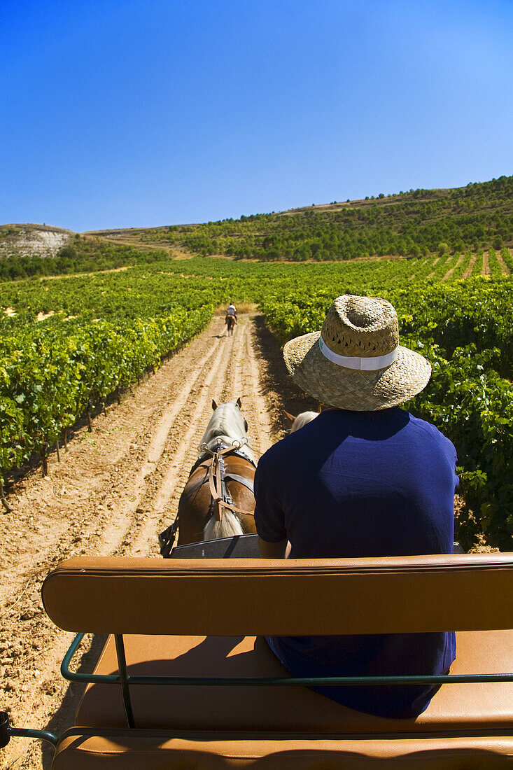 Driving calash in Comenge winery vineyards in the Ribera del Duero wine region. Curiel de Duero, Valladolid province, Castilla-Leon, Spain