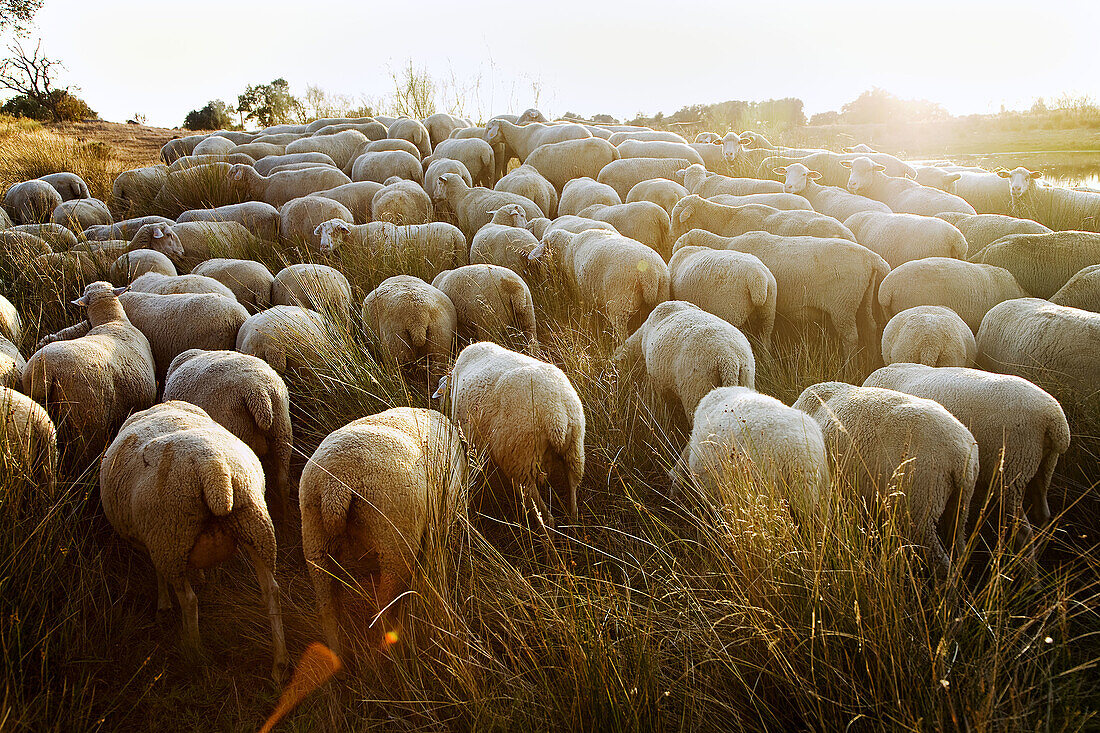Flock grazing in a meadow between Hervas and Zarza de Granadilla. Silver Route, Caceres province, Extremadura, Spain